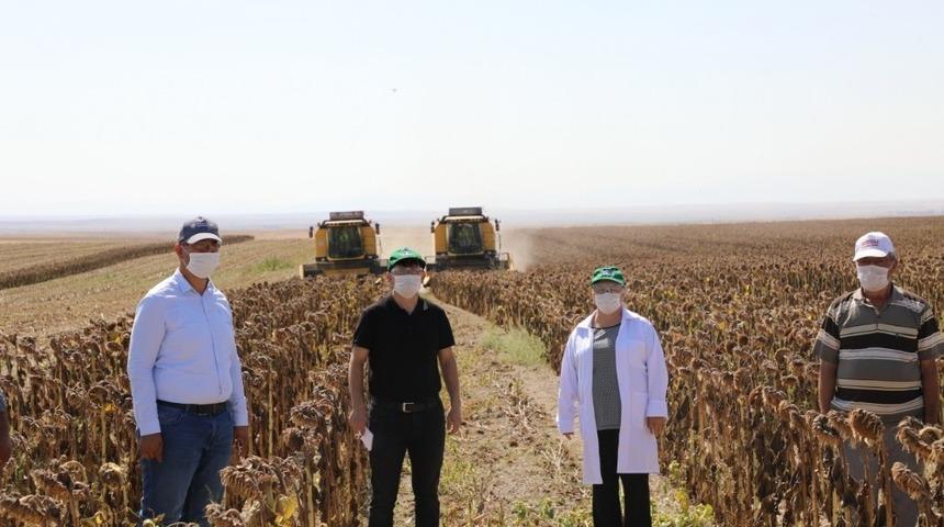Eskişehir tohumluk ay&ccedil;i&ccedil;eği &uuml;retiminde T&uuml;rkiye ikincisi