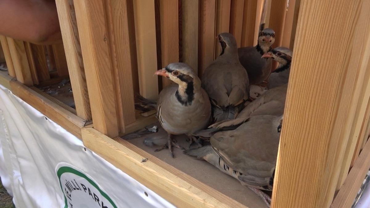 Kırıkkale&rsquo;de kınalı keklik salımı yapıldı