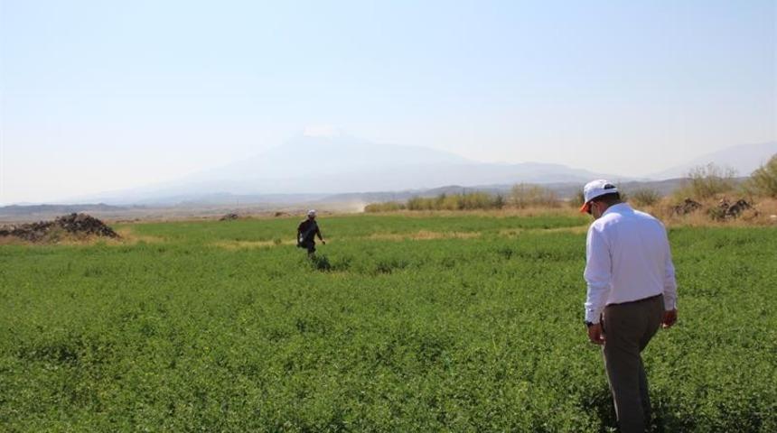 Iğdır&rsquo;da ıslah edilen meralar tarıma kazandırılıyor