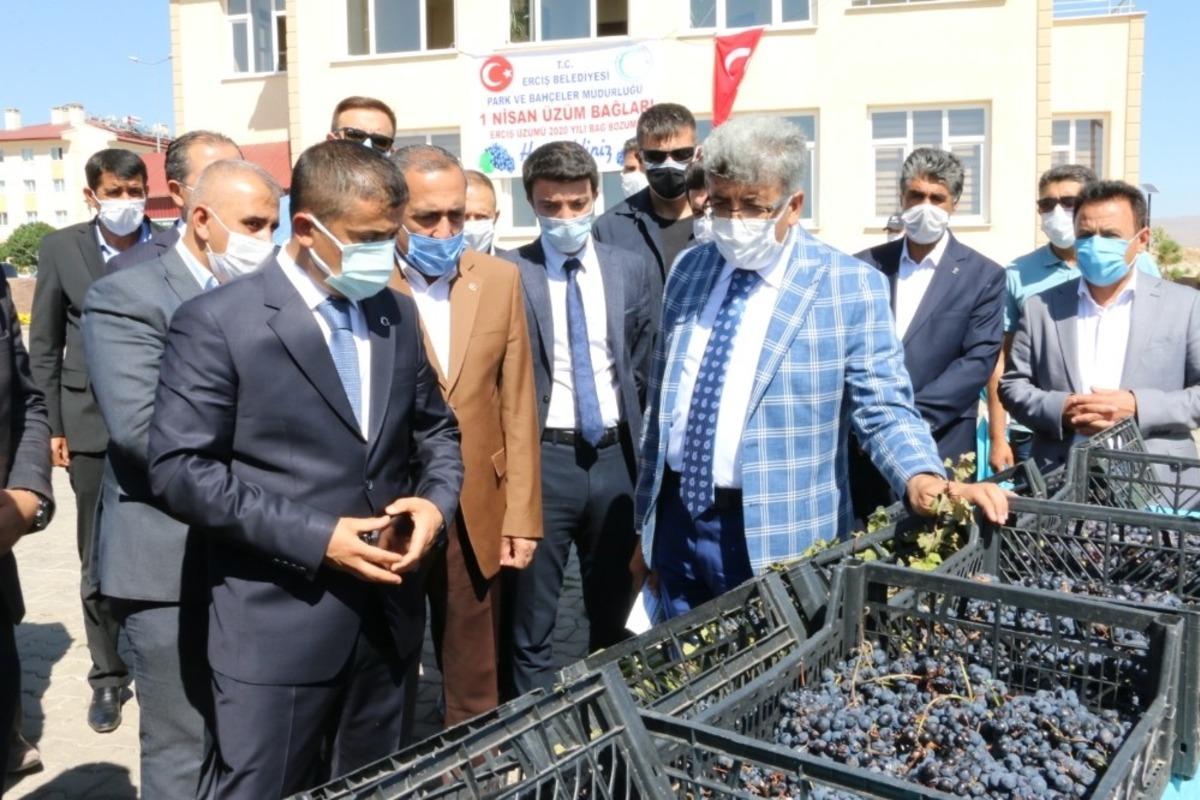 Erciş Belediyesi &uuml;z&uuml;m bağlarının bağ bozumunu yaptı