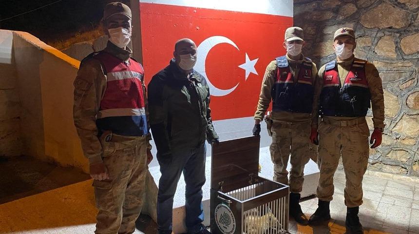 Aracın &ccedil;arptığı tilki tedavi altına alındı