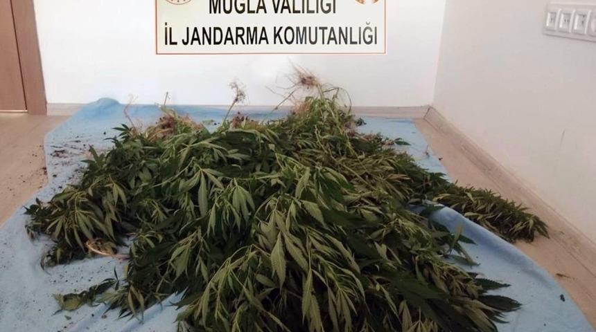 Esrar hasadı yaparken yakalandılar