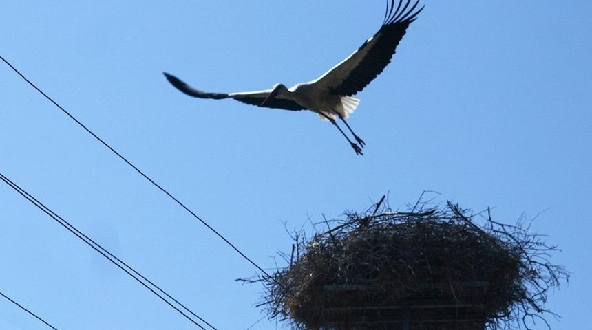 MEDAŞ’tan kuşlar ölmesin diye izolasyon uygulaması
