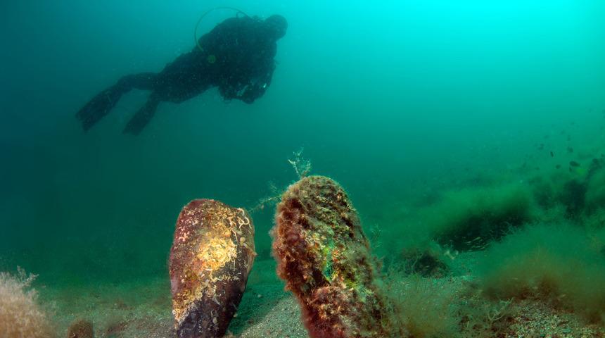 Pinaları &ouml;ld&uuml;ren vir&uuml;s kıyılarımıza kadar geldi! 'Su altında da &ouml;ld&uuml;r&uuml;yor'