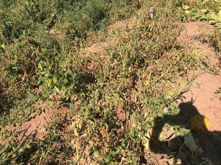 Sarımsaklı’da sular kesildi, tarladaki mahsuller kurudu G2