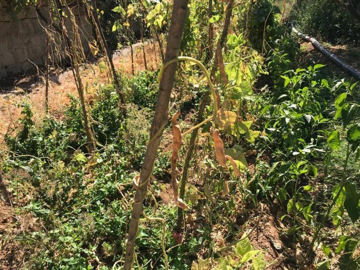 Sarımsaklı’da sular kesildi, tarladaki mahsuller kurudu G3