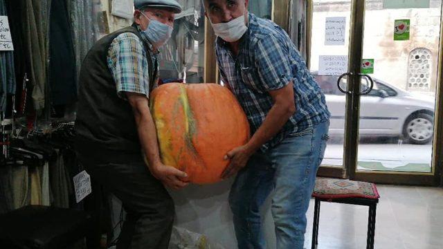 Bahçesinde 40 kiloluk kabak yetiştirdi