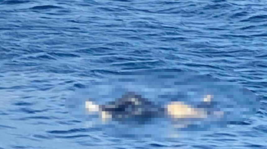 Avşa Adası açıklarında kahreden görüntü! Belediye ekipleri fark etti