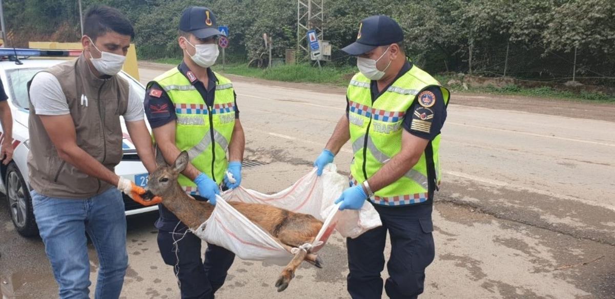 Yaralı olarak bulunan yavru karaca korumaya alındı