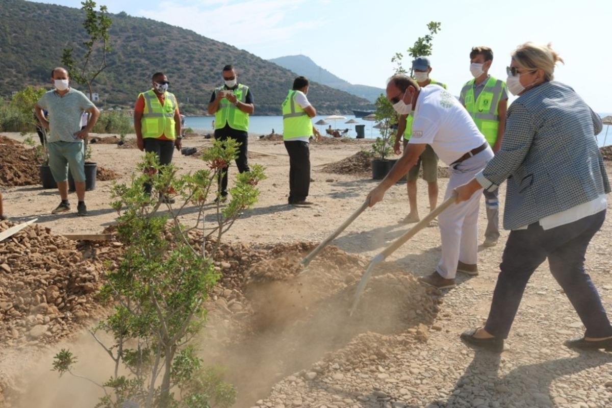 Bodrum&rsquo;da sahiller ağa&ccedil;landırılıyor