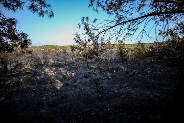 GÜNCELLEME 5 - Balıkesir’deki orman yangını kontrol altına alındı G4