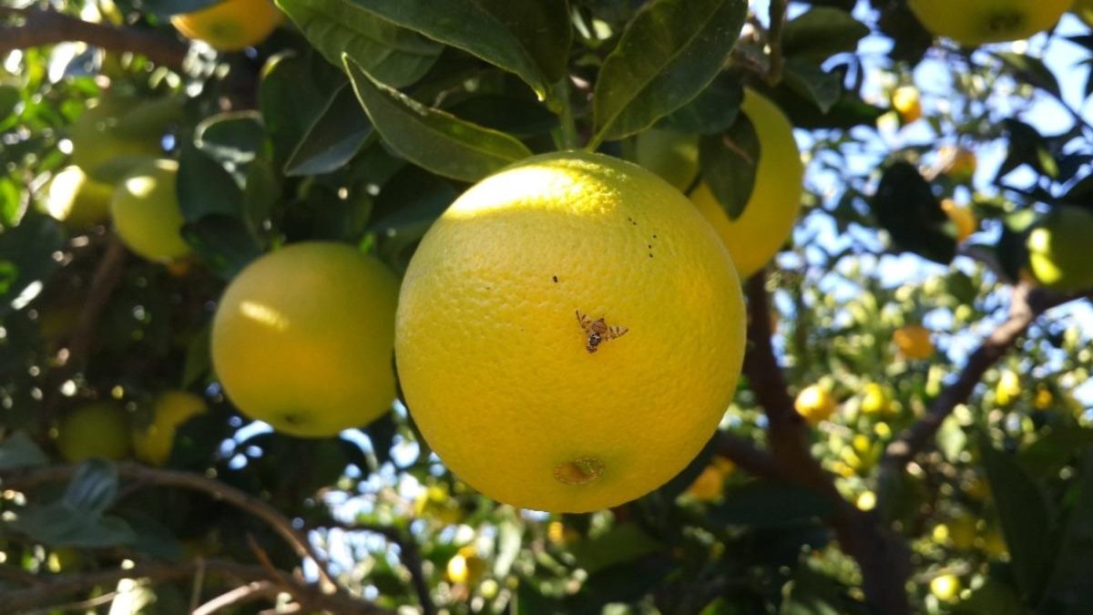 Aydın&rsquo;da Akdeniz Meyve Sineği ile m&uuml;cadele başladı