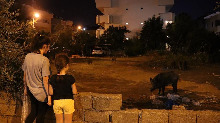 Marmaris'e inen yaban domuzlarını mahalleli besledi