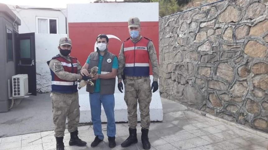 Yaralı kuşlar tedavi altına alındı