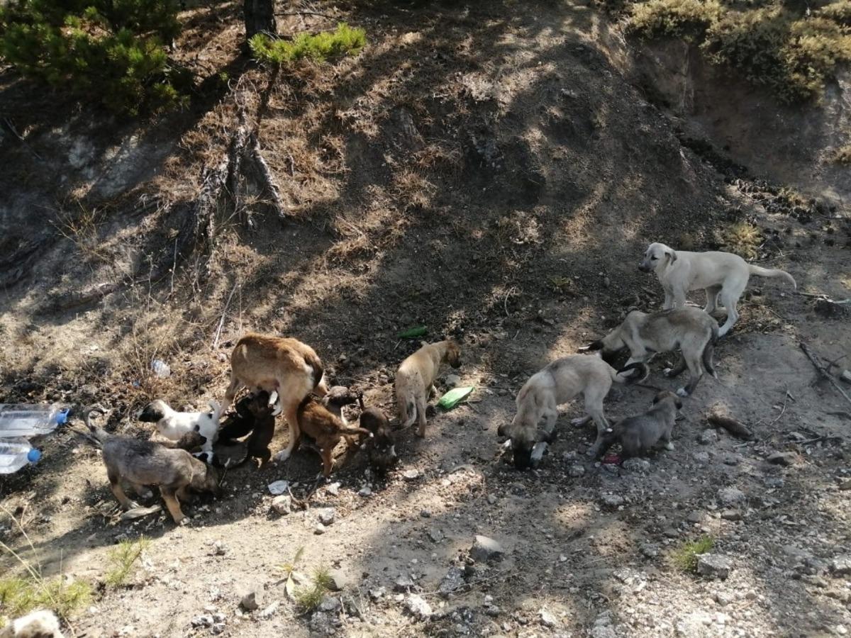 &Ccedil;evre il&ccedil;e ve beldelerden toplanan sokak k&ouml;pekleri Doğanlar k&ouml;y&uuml;ne bırakılıyor