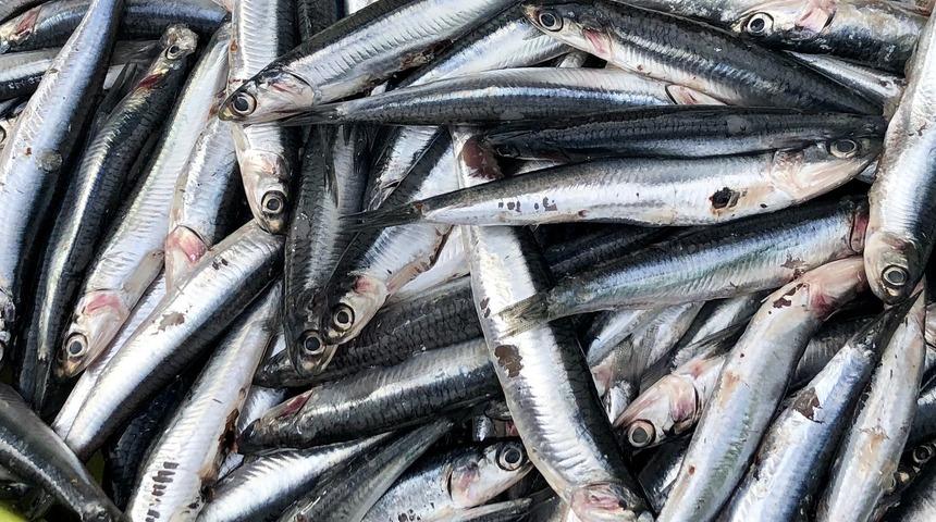 Lezzetli balık pişirmek istiyorsanız bu kurallara dikkat edin 