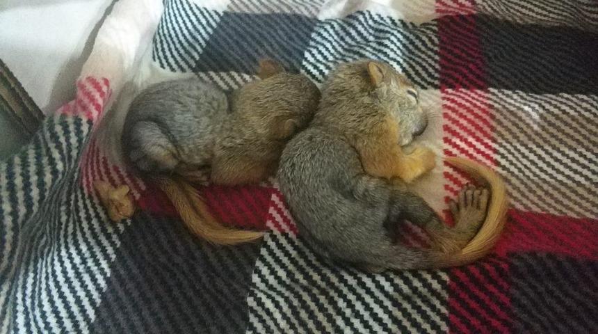 Anneleri kedi tarafından &ouml;ld&uuml;r&uuml;len yavru sincapları il&ccedil;e halkı sahiplendi