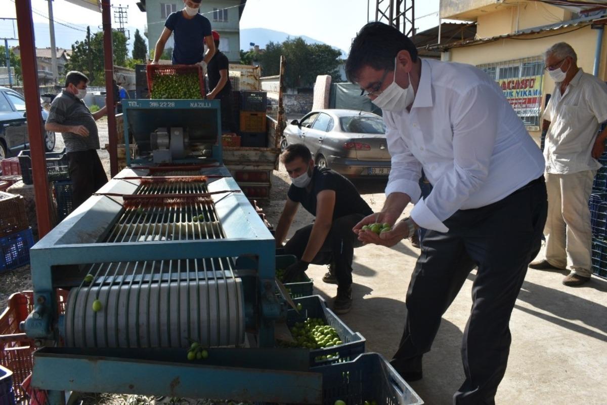 Başkan İnal, zeytin &uuml;reticilerini yalnız bırakmadı