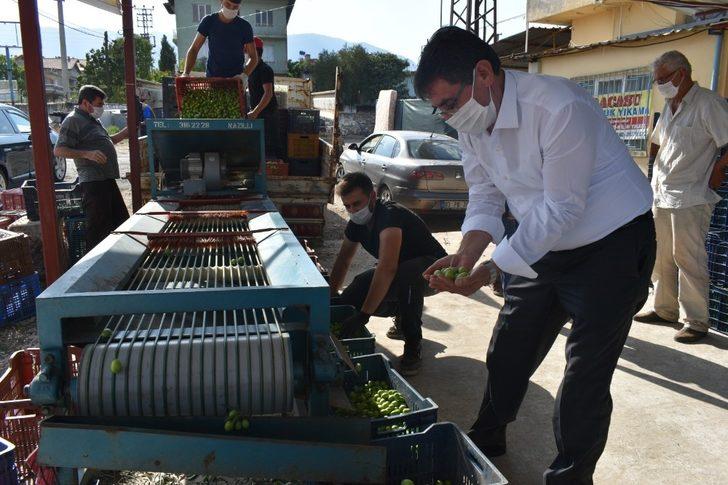 Başkan İnal, zeytin üreticilerini yalnız bırakmadı G1