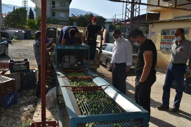 Başkan İnal, zeytin üreticilerini yalnız bırakmadı G3