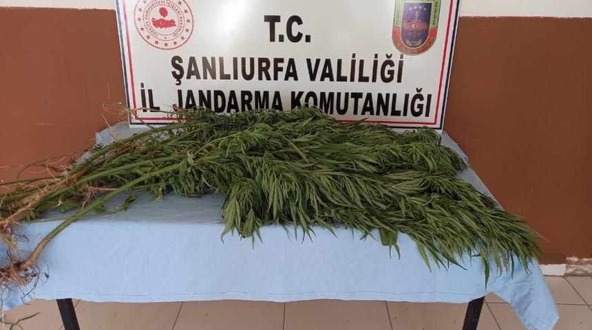 Şanlıurfa&rsquo;da uyuşturucu operasyonu: 5 g&ouml;zaltı