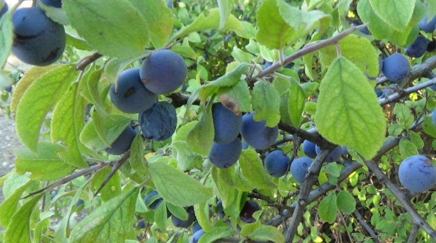 Güvem eriğinin faydaları saymakla bitmiyor! Migrenden şeker hastalığına, damar tıkanıklığından...