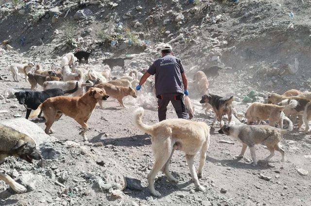 Hakkari’de can dostlara yiyecek bırakıldı