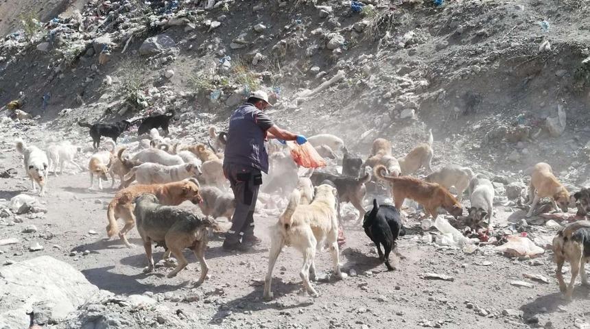 Hakkari&rsquo;de can dostlara yiyecek bırakıldı
