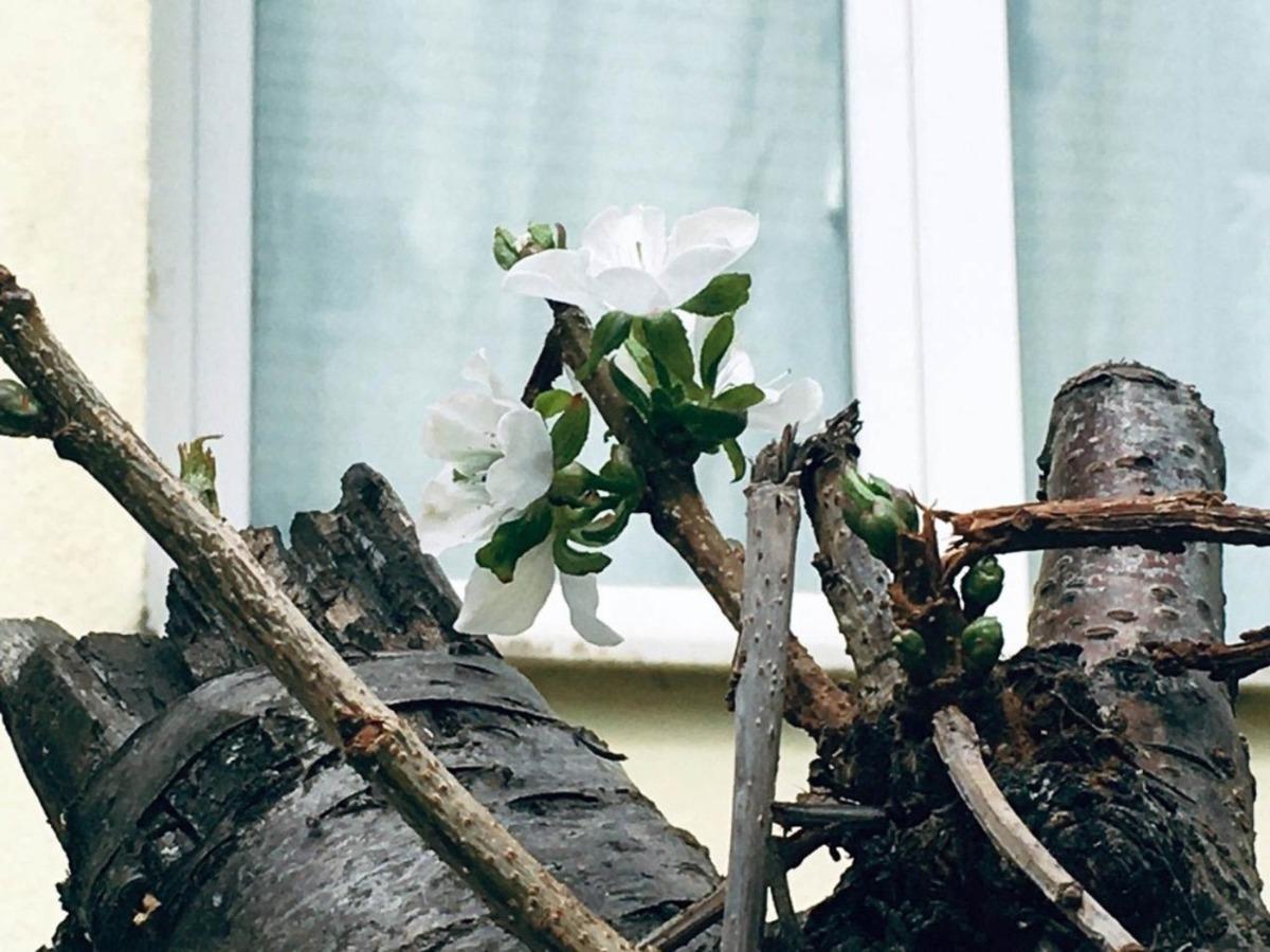 Eyl&uuml;l ayında &ccedil;i&ccedil;ek a&ccedil;an kiraz ağacı şaşırttı