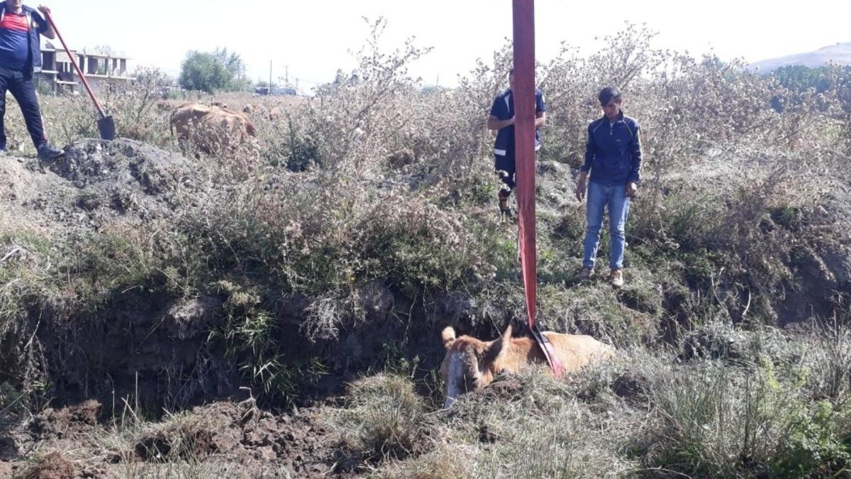 Bataklığa saplanan ineği itfaiye kurtardı