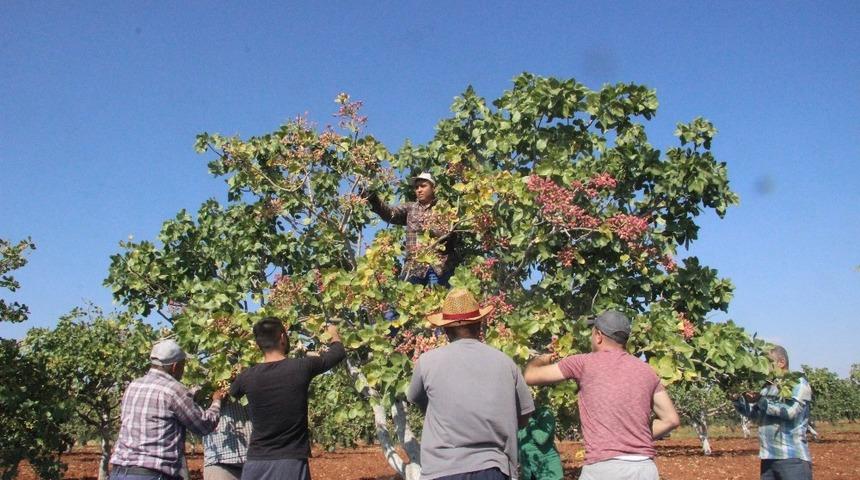 Kilis’te fıstık hasadı sona erdi