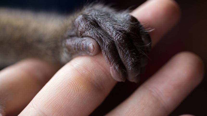 &Ouml;ks&uuml;z şempanzelerin annesizliğin acısını &ouml;m&uuml;r boyu &ccedil;ektiği ortaya &ccedil;ıktı