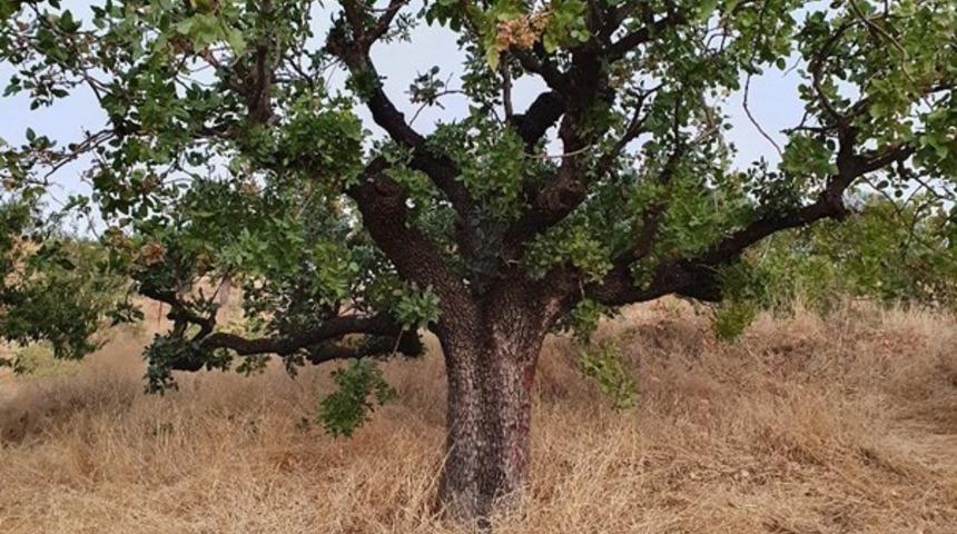 KB&Uuml; Antepfıstığının doku k&uuml;lt&uuml;r&uuml;n&uuml; ve &ccedil;oğaltımını sağlayacak