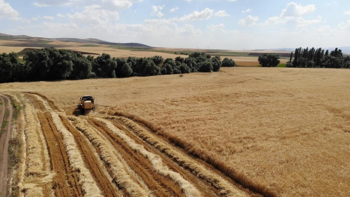 Sertifikalı tohum verimi y&uuml;zde 30 artırıyor