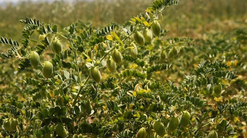 Bayburt &Uuml;niversitesi tarımsal faaliyetlerine t&uuml;m olanaklarıyla devam ediyor