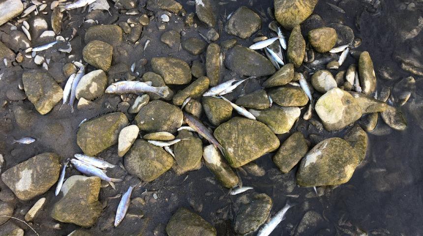 Bartın'da korkunç görüntü! Binlerce balık telef oldu