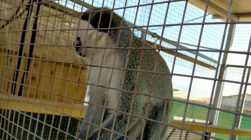 Yasa dışı bulundurulan Rhesus cinsi 2 maymun korumaya alındı