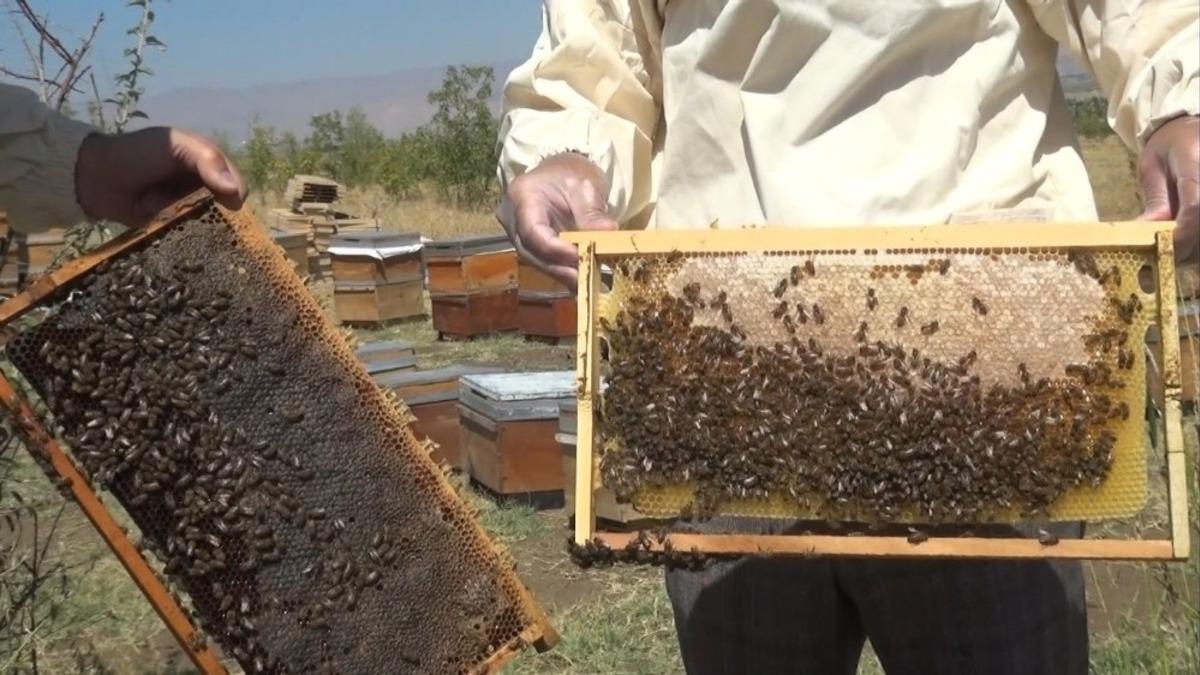 MŞ&Uuml;&rsquo;den bal &uuml;reticilerine &ldquo;Kafkas&rdquo; ırkı arı &ouml;nerisi