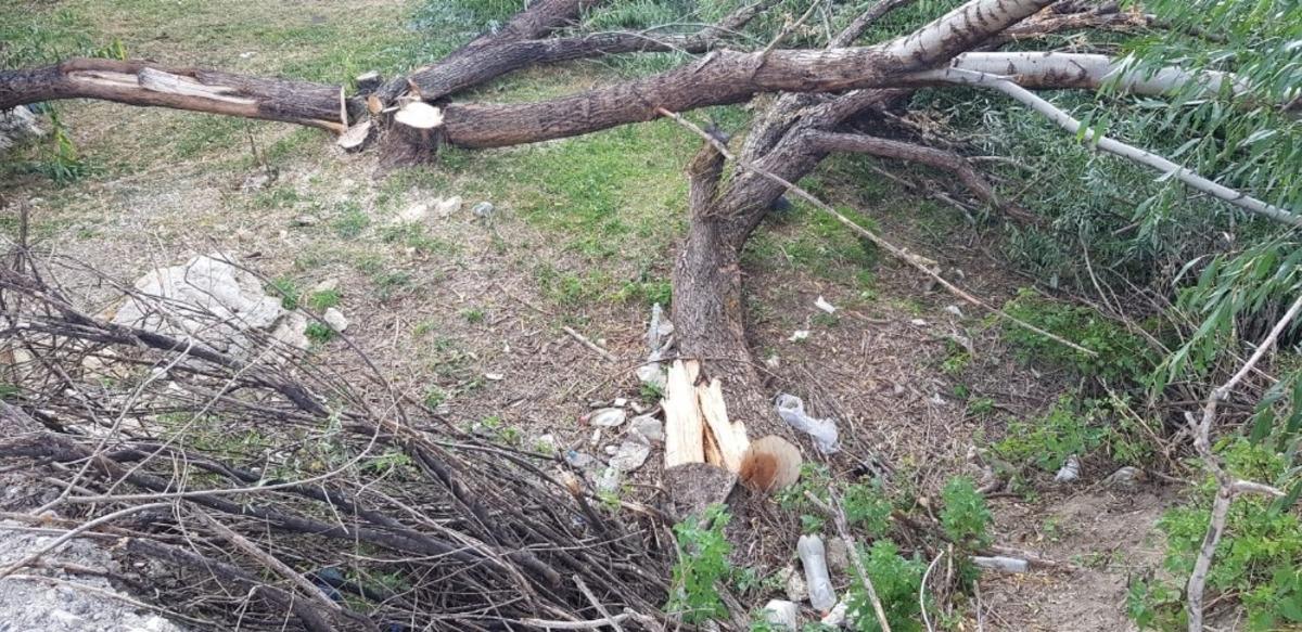 Erzurum&rsquo;da sebepsizce kesilen ağa&ccedil;lar tepki topladı