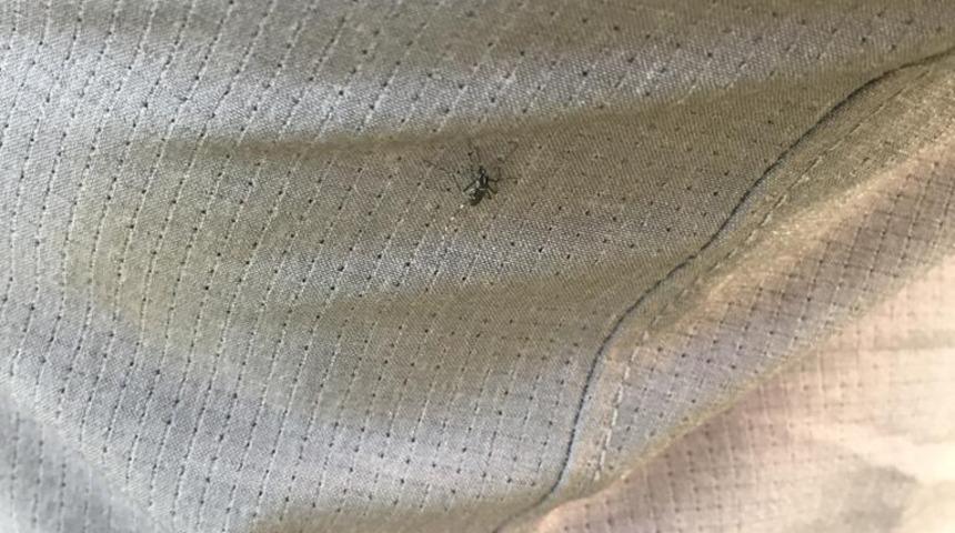 Asya Kaplan Sivrisineği paniği İstanbul'da endişe yarattı