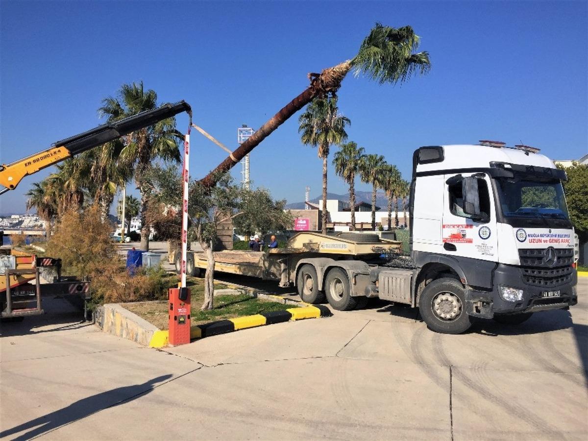 Muğla B&uuml;y&uuml;kşehir&rsquo;den ağa&ccedil; hassasiyeti