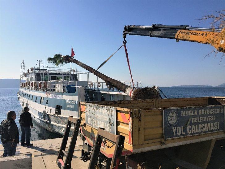 Muğla Büyükşehir’den ağaç hassasiyeti G3