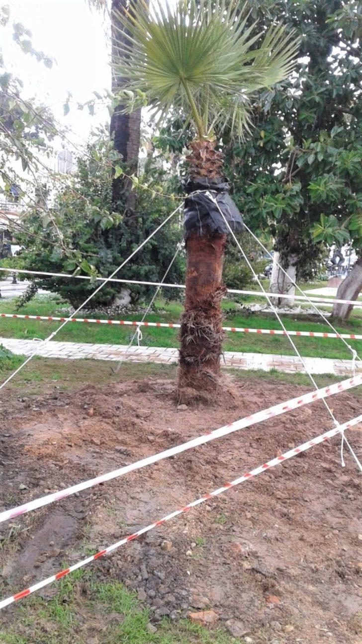 Muğla Büyükşehir’den ağaç hassasiyeti G5