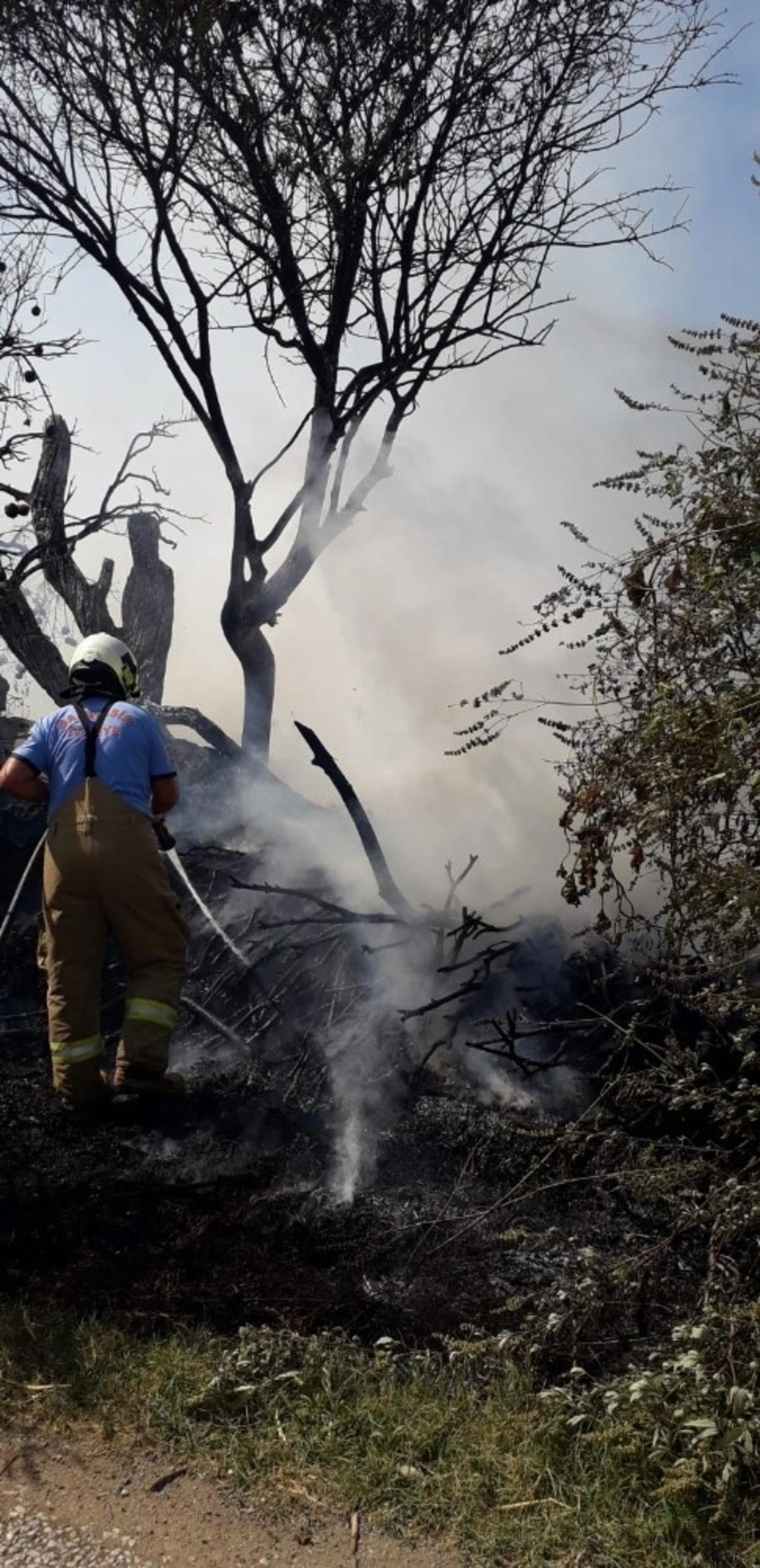 Burhaniye&rsquo;de ot yangınında ağa&ccedil;lar zarar g&ouml;rd&uuml;