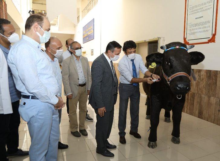 ERÜ Rektörü Çalış, Akademisyenler Tarafından Tasarlanan Hayvan Simülatörlerini İnceledi G1