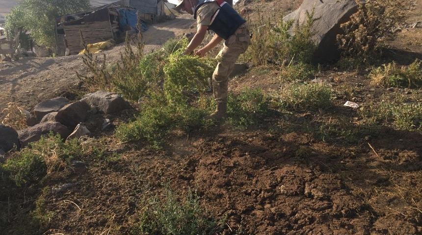 Sarıkamış’ta kenevir ele geçirildi