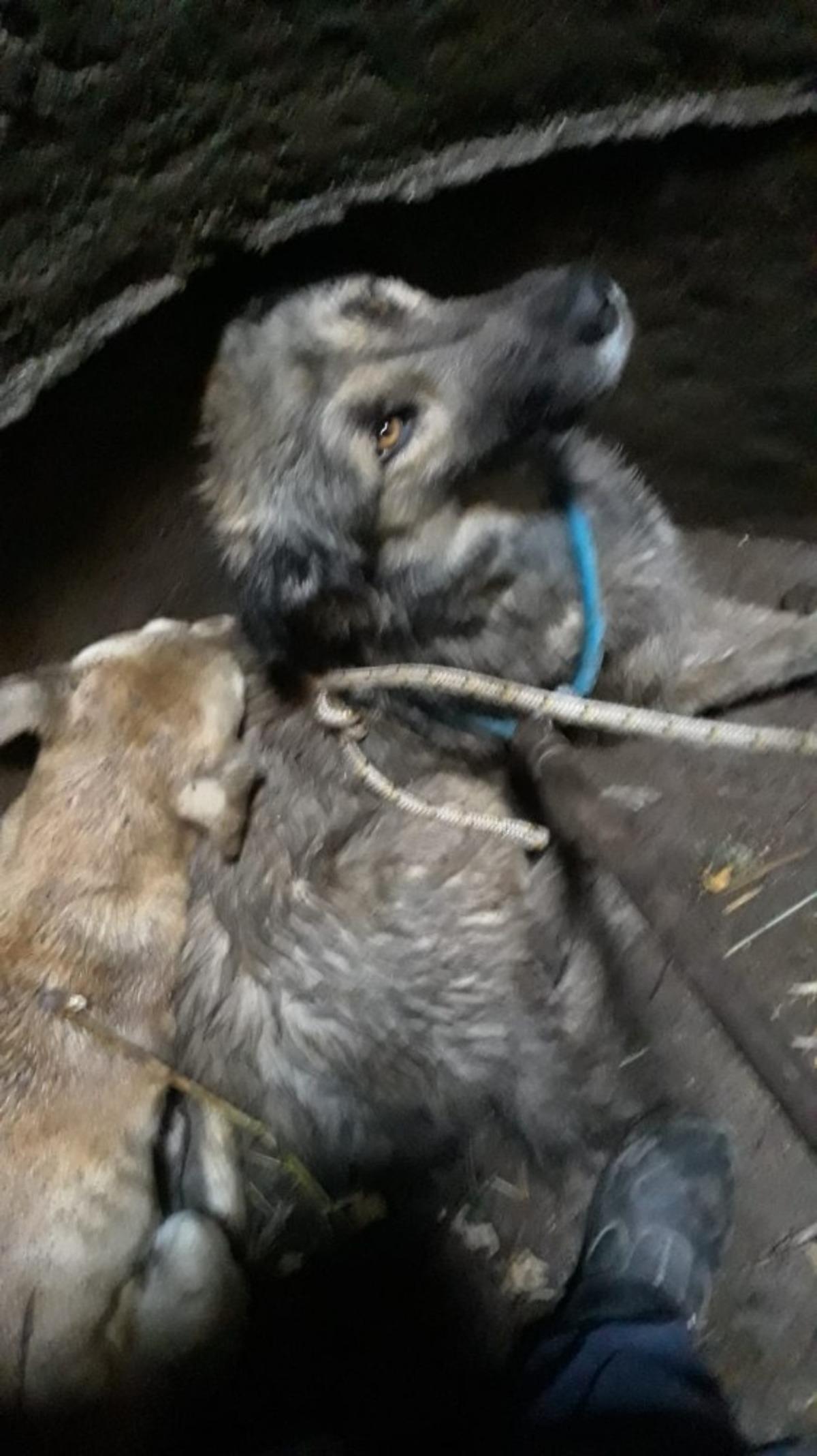 Burhaniye&rsquo;de kuyuya d&uuml;şen k&ouml;pekleri itfaiye kurtardı
