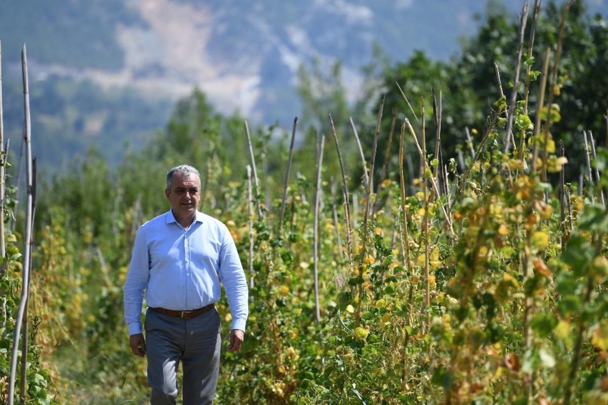 Şenlik iptal edildi,fasulyeler halka dağıtılacak