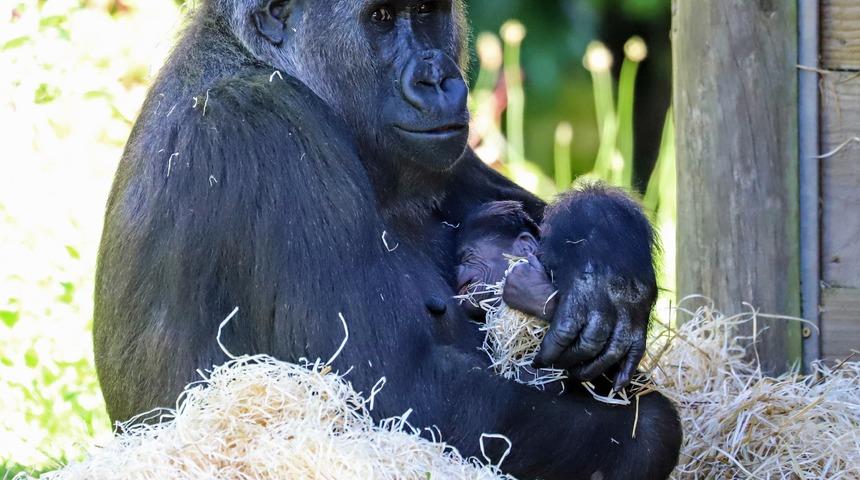 Goril doğum yaptı sosyal medyada olay oldu! Yanından ayırmıyor