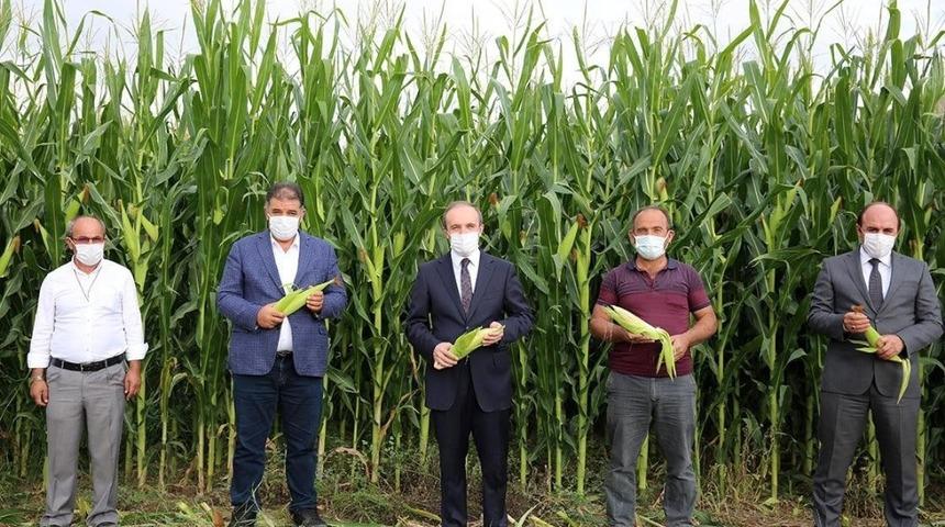 Bayburt&rsquo;ta silajlık mısır hasadına başlandı